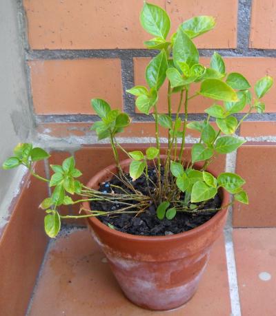 [Foto de planta, jardin, jardineria]