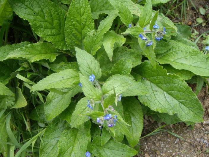 [Foto de planta, jardin, jardineria]