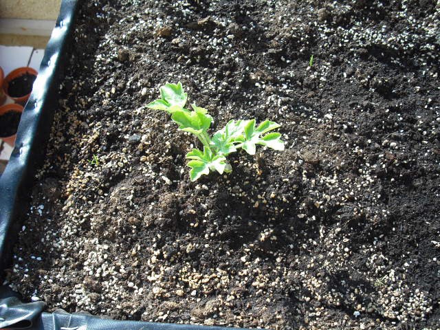 [Foto de planta, jardin, jardineria]