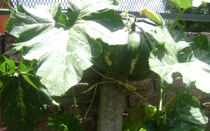 [Foto de planta, jardin, jardineria]