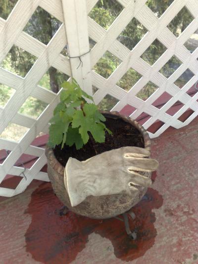 [Foto de planta, jardin, jardineria]