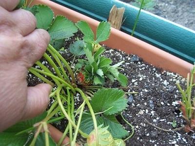 [Foto de planta, jardin, jardineria]