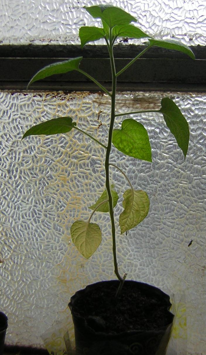 [Foto de planta, jardin, jardineria]