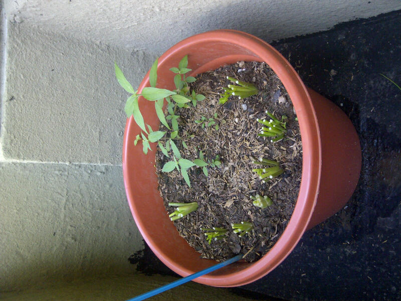 [Foto de planta, jardin, jardineria]