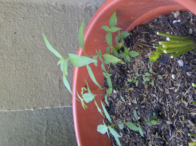 [Foto de planta, jardin, jardineria]