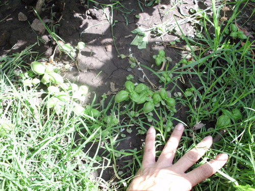 [Foto de planta, jardin, jardineria]