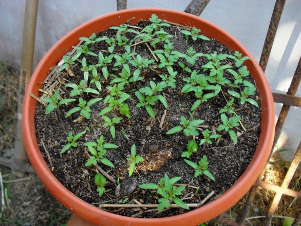 [Foto de planta, jardin, jardineria]