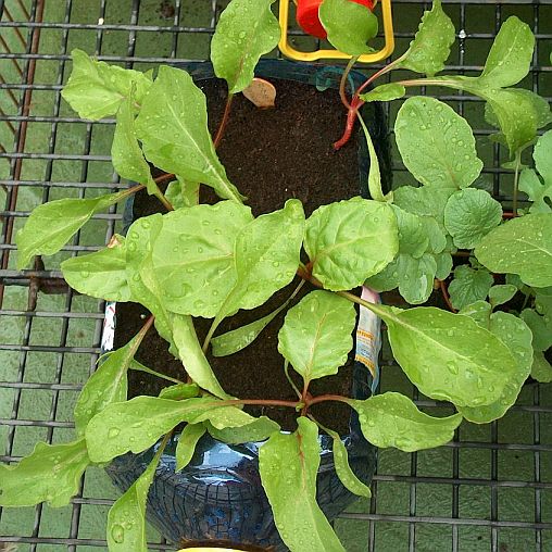 [Foto de planta, jardin, jardineria]
