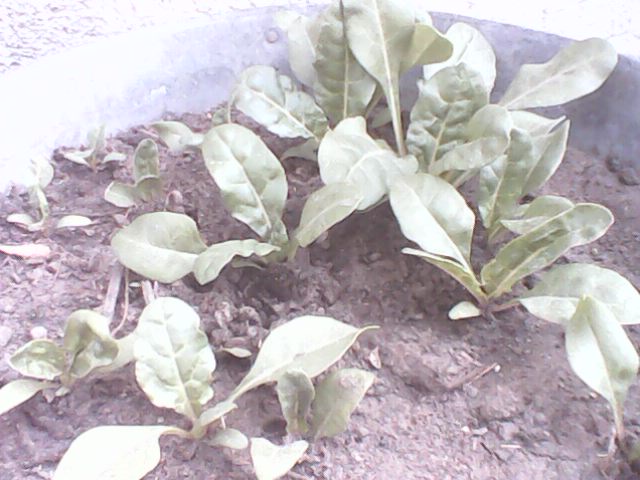 [Foto de planta, jardin, jardineria]