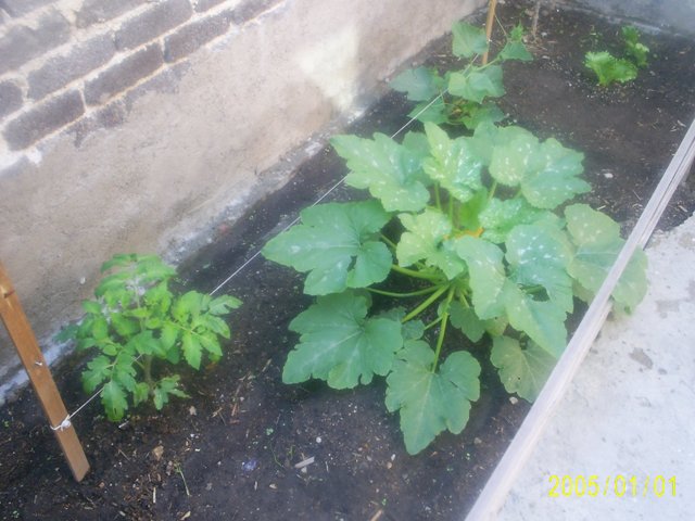 [Foto de planta, jardin, jardineria]