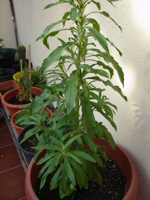 [Foto de planta, jardin, jardineria]