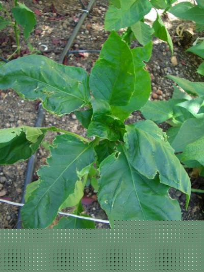 [Foto de planta, jardin, jardineria]