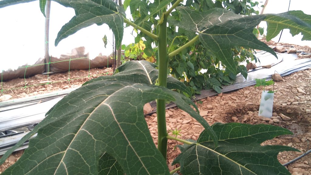 [Foto de planta, jardin, jardineria]