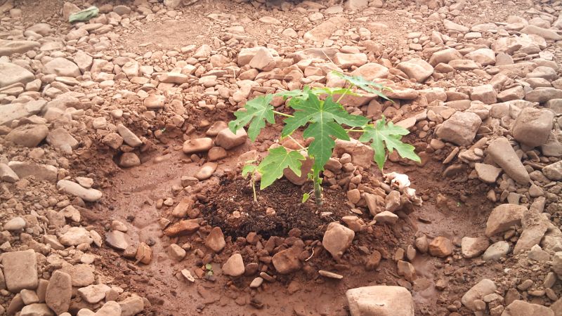 [Foto de planta, jardin, jardineria]