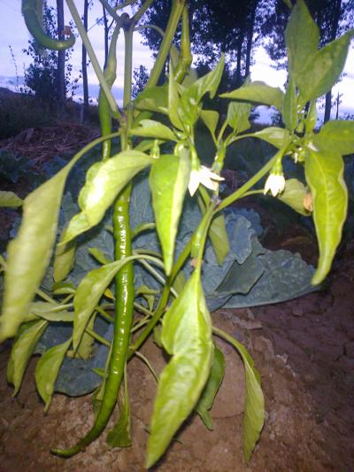 [Foto de planta, jardin, jardineria]