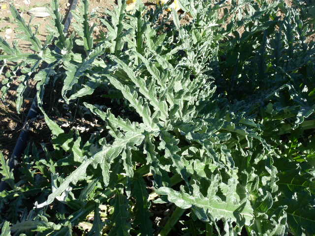 [Foto de planta, jardin, jardineria]