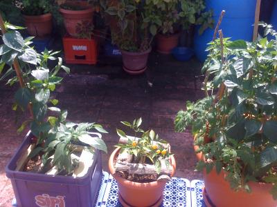 [Foto de planta, jardin, jardineria]