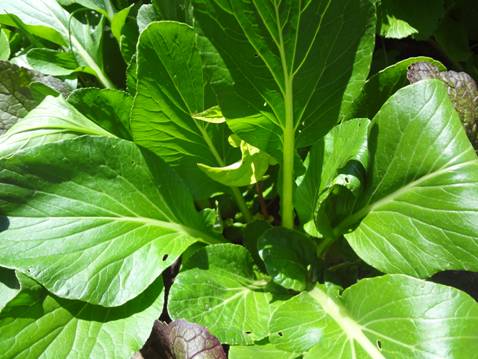 [Foto de planta, jardin, jardineria]