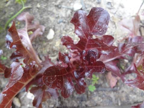 [Foto de planta, jardin, jardineria]