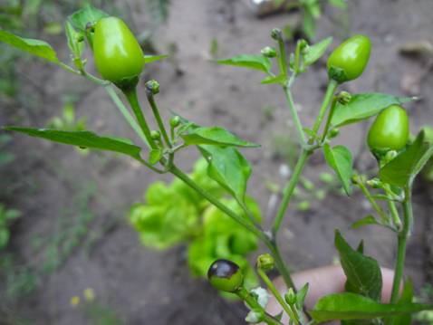 [Foto de planta, jardin, jardineria]