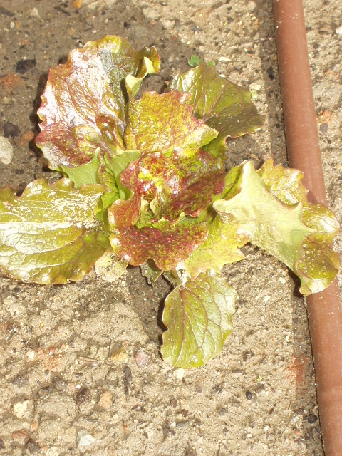 [Foto de planta, jardin, jardineria]