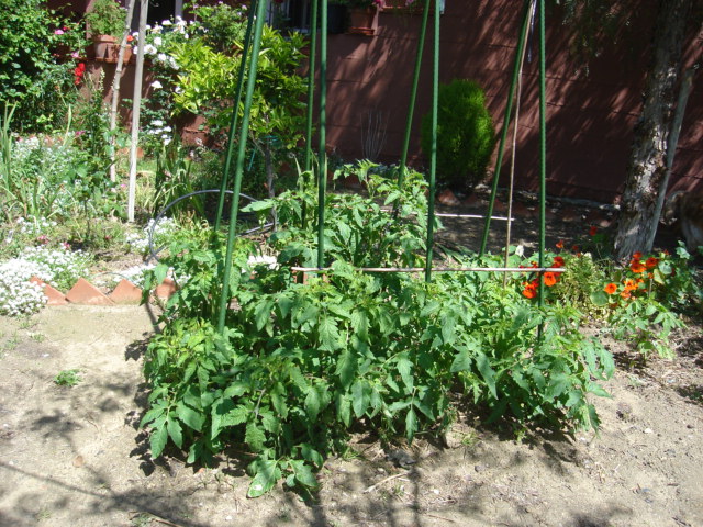 [Foto de planta, jardin, jardineria]