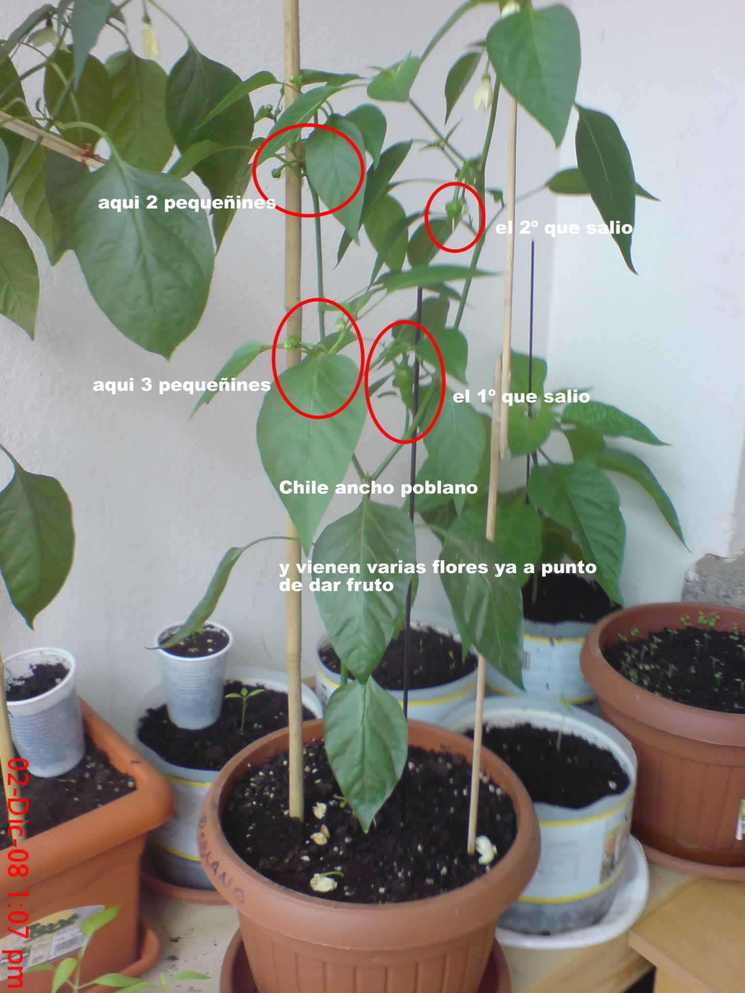 [Foto de planta, jardin, jardineria]