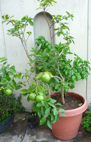 [Foto de planta, jardin, jardineria]