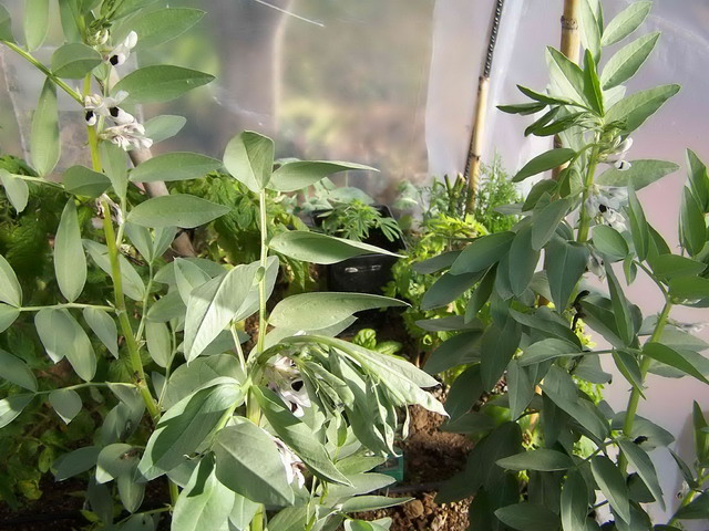 [Foto de planta, jardin, jardineria]