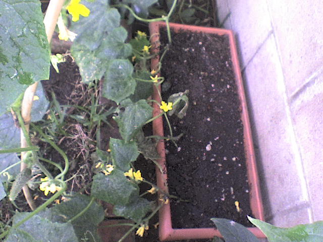 [Foto de planta, jardin, jardineria]