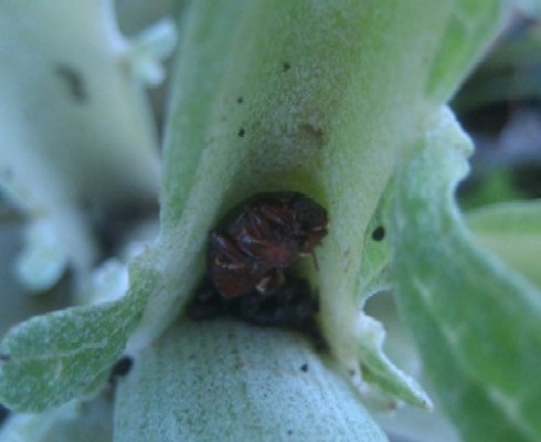 [Foto de planta, jardin, jardineria]