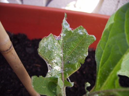 [Foto de planta, jardin, jardineria]