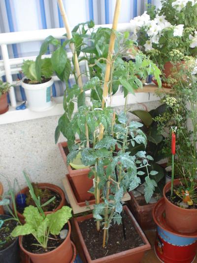 [Foto de planta, jardin, jardineria]