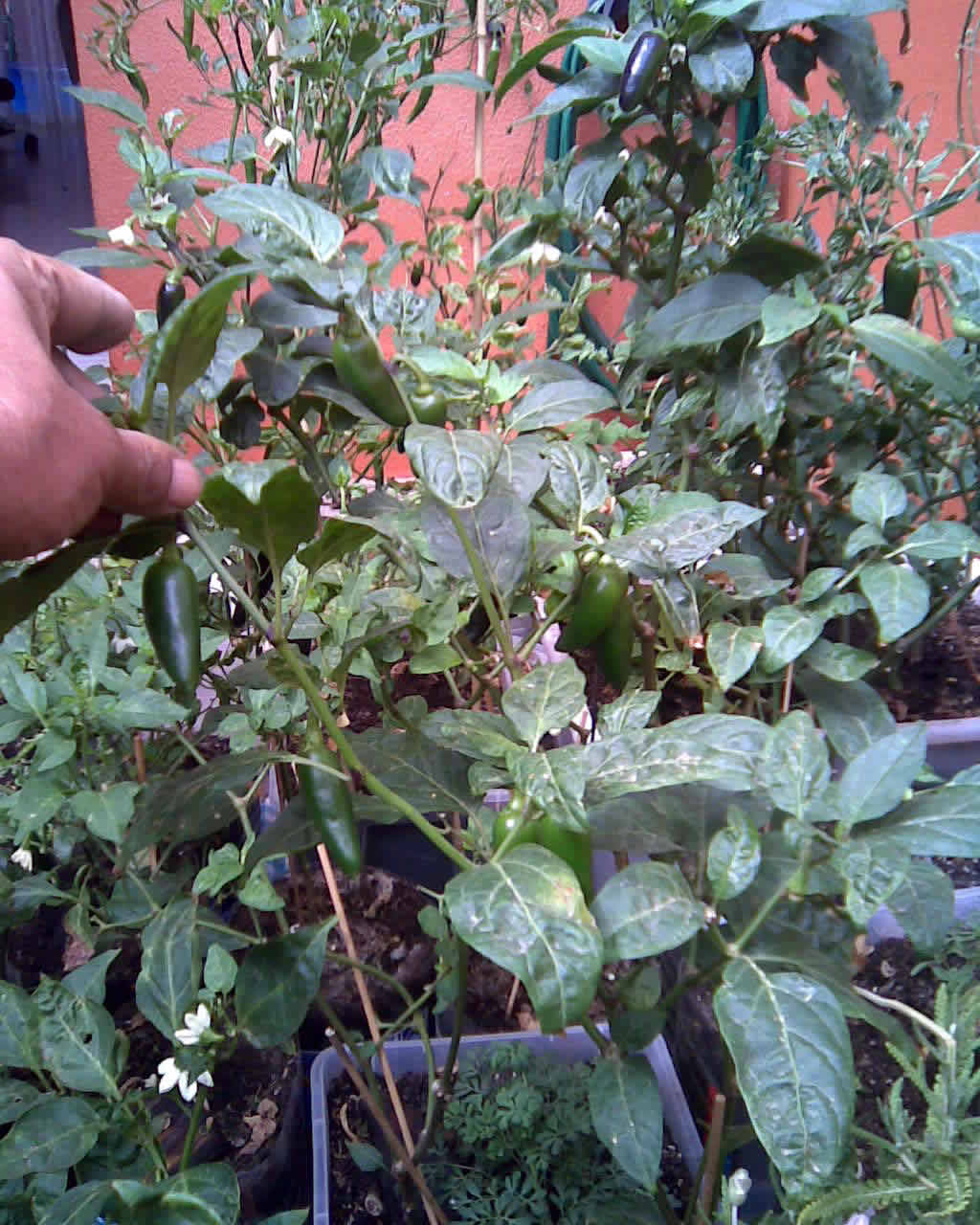 [Foto de planta, jardin, jardineria]