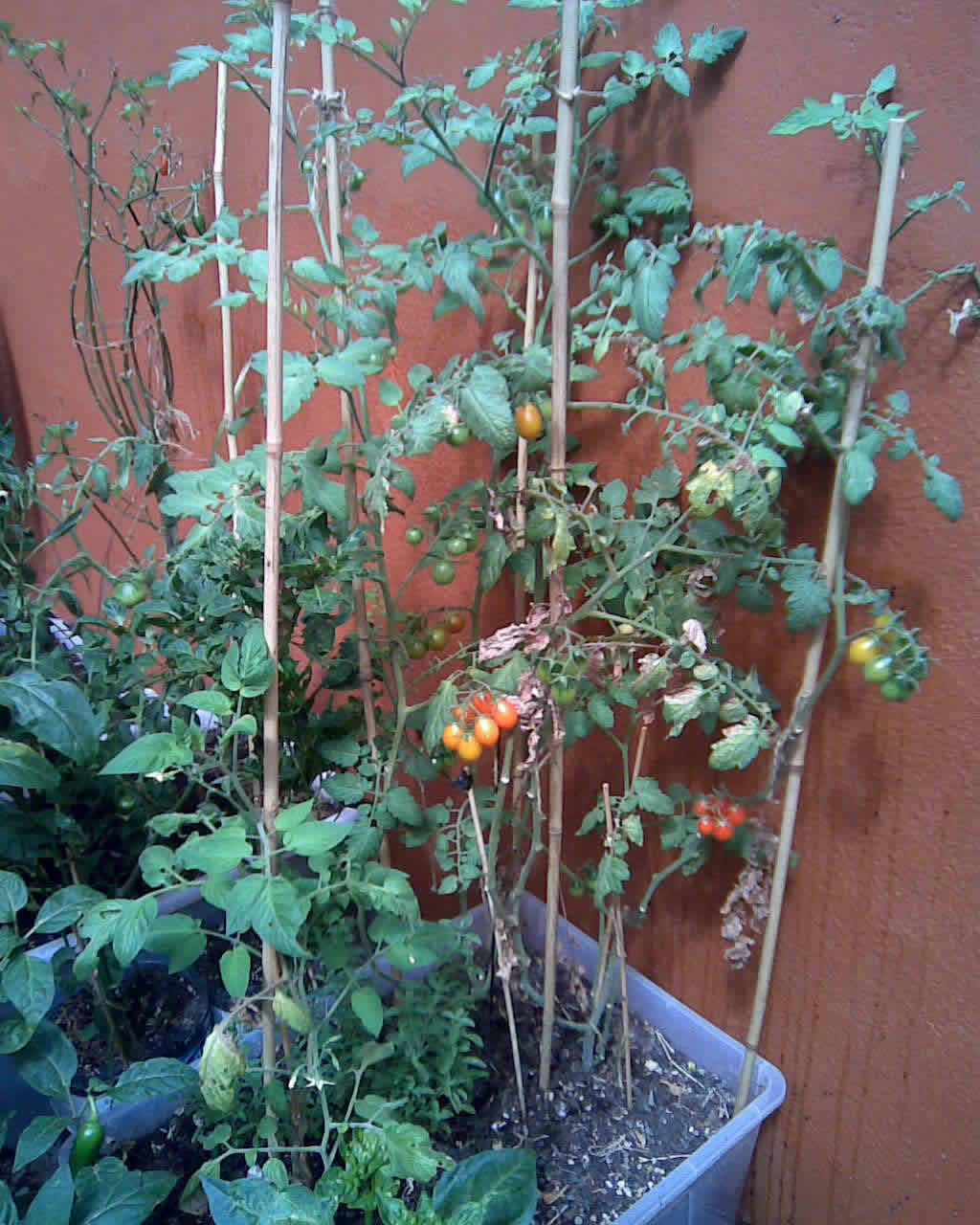 [Foto de planta, jardin, jardineria]