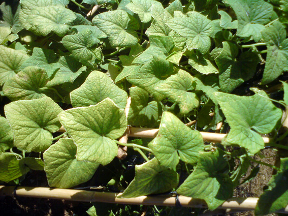 [Foto de planta, jardin, jardineria]