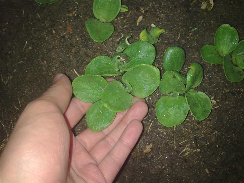 [Foto de planta, jardin, jardineria]