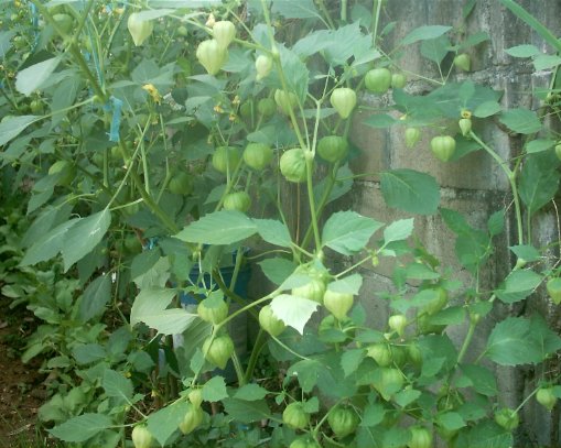 [Foto de planta, jardin, jardineria]