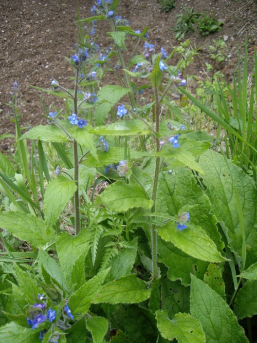 [Foto de planta, jardin, jardineria]