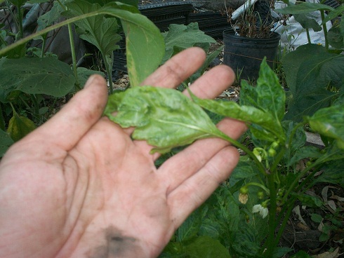 [Foto de planta, jardin, jardineria]