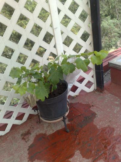 [Foto de planta, jardin, jardineria]