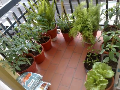 [Foto de planta, jardin, jardineria]