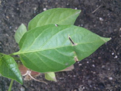 [Foto de planta, jardin, jardineria]