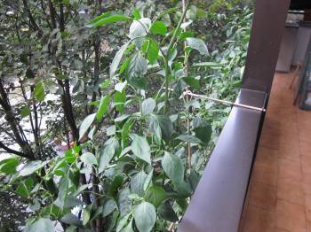 [Foto de planta, jardin, jardineria]