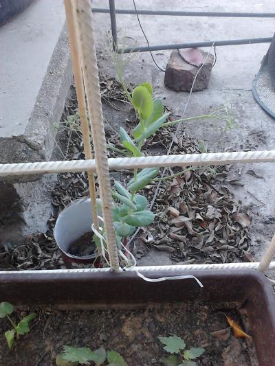 [Foto de planta, jardin, jardineria]