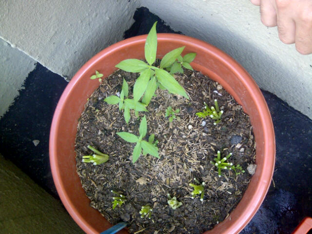 [Foto de planta, jardin, jardineria]
