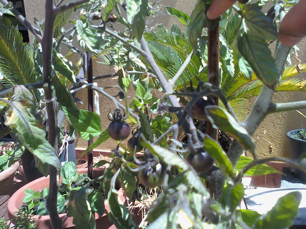[Foto de planta, jardin, jardineria]