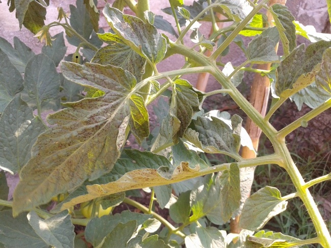 [Foto de planta, jardin, jardineria]