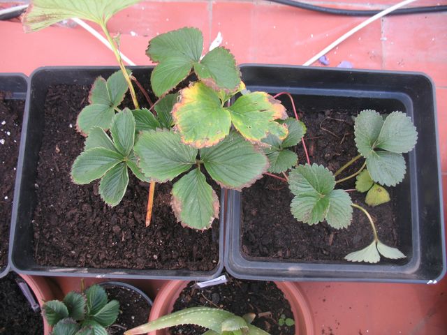 [Foto de planta, jardin, jardineria]
