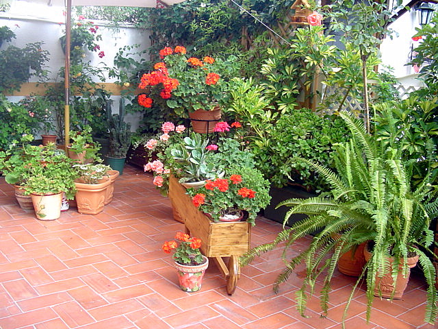 [Foto de planta, jardin, jardineria]